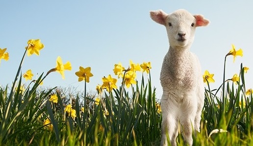 Spring is in the Air